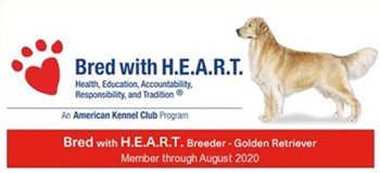 sea glass goldens akc bred with heart image
