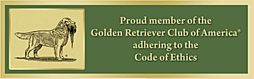 sea glass goldens golden retriever club of america image