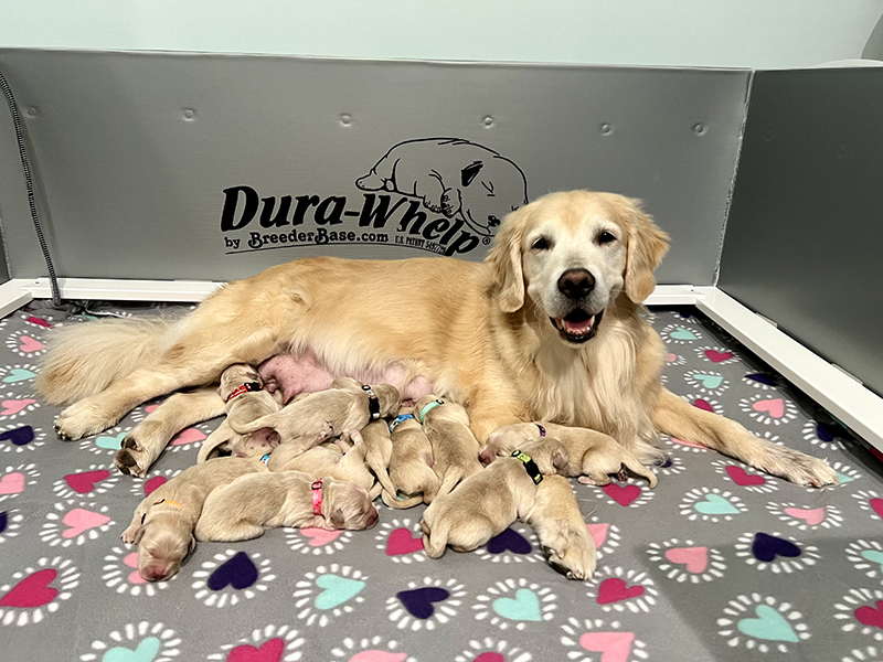 sea glass goldens sophies-swifties litter